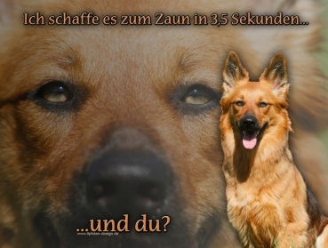 Hundewarnschild Harzer Fuchs (Altdeutscher Hütehund) #3