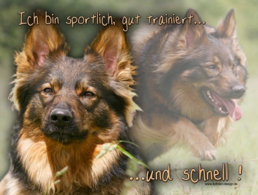 Hundewarnschild Harzer Fuchs (Altdeutscher Hütehund) #4