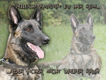 Hundewarnschild Hollandse Herder #1