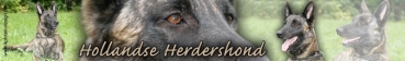 Aufkleber Hollandse Herder (Holländischer Schäferhund) #1