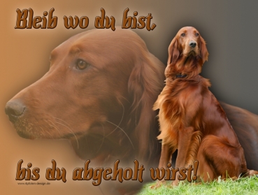 Hundewarnschild Irish Setter #1