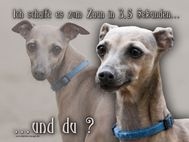 Hundewarnschild Italienisches Windspiel #5