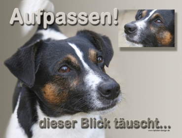 Hundewarnschild Jack Russell Terrier #1