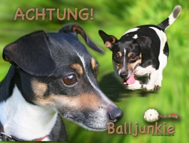 Hundewarnschild Jack Russell Terrier #3