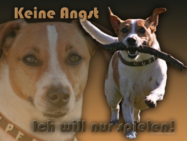 Hundewarnschild Jack Russell Terrier #6