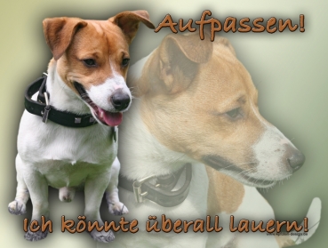 Hundewarnschild Jack Russell Terrier #7