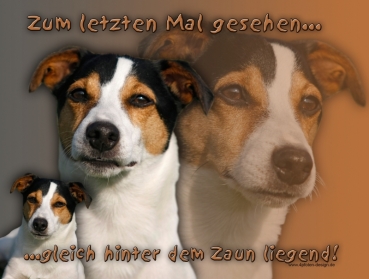 Hundewarnschild Jack Russell Terrier #10