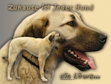 Hundewarnschild Kangal (Anatolischer Hirtenhund) #2