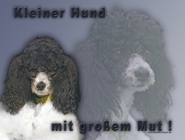 Hundewarnschild Pudel (Kleinpudel) #2