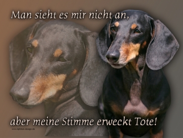 Hundewarnschild Kurzhaarteckel #3