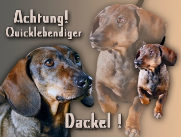 Hundewarnschild Kurzhaarteckel #6