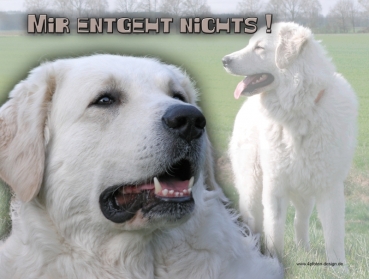 Hundewarnschild Kuvasz (Ungarischer Hirtenhund) #1