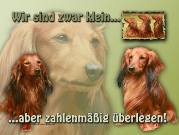 Hundewarnschild Langhaardackel #1