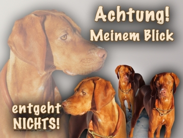 Hundewarnschild Magyar Vizsla #1