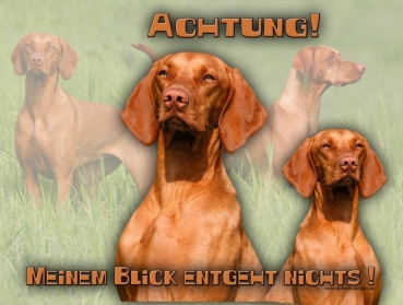 Hundewarnschild Magyar Vizsla #3