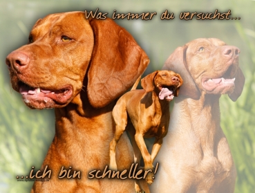 Aluminiumschild magyar vizsla