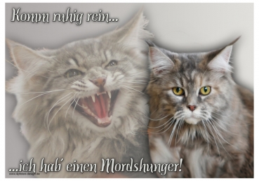 Katzenschild Maine Coon #4