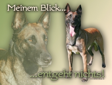 Aluminiumschild Malinois