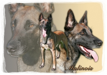 Fototasse Malinois Designertasse (Belgischer Schäferhund) #7