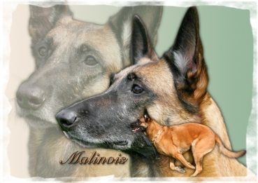 Fototasse Malinois Designertasse (Belgischer Schäferhund) #8