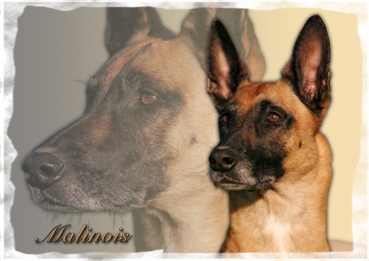 Fototasse Malinois Designertasse (Belgischer Schäferhund) #9