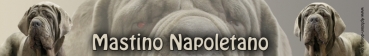 Aufkleber Mastino napoletano (Neapolitanischer Mastiff) #1