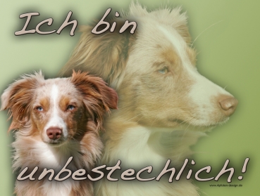 Hundewarnschild Miniature Australian Shepherd #1