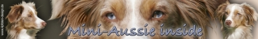 Aufkleber Miniature Australian Shepherd #1