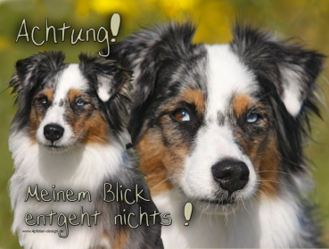 Hundewarnschild Miniature Australian Shepherd #2