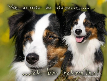 Hundewarnschild Miniature Australian Shepherd #3