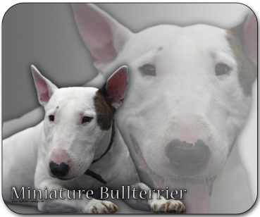 Mousepad Miniature Bullterrier #3