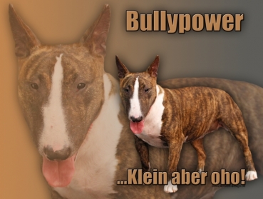 Hundewarnschild Miniature Bullterrier #2