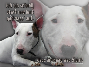 Hundewarnschild Miniature Bullterrier #3