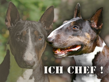 Hundewarnschild Miniature Bullterrier #4