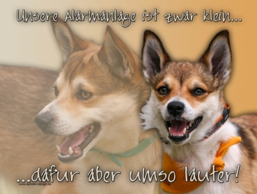 Hundewarnschild Norsk Lundehund #1