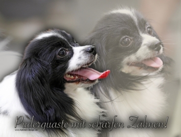 Hundewarnschild Papillon (Phalène) #4