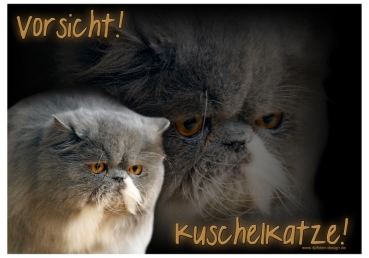 Katzenschild Perserkatze #3