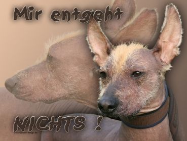 Hundewarnschild Peruanischer Nackthund #2