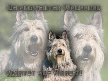 Hundewarnschild Picard (Berger de Picardie) #2