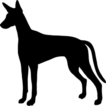 Podenco stehend Silhouette