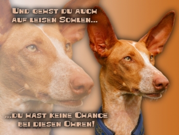 Hundewarnschild Podenco #3