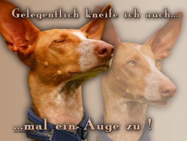 Hundewarnschild Podenco #4