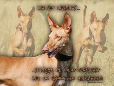 Hundewarnschild Podenco #7