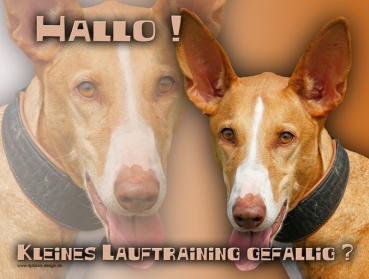 Hundewarnschild Podenco #12