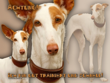 Hundewarnschild Podenco #5