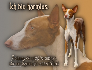 Hundewarnschild Podenco #8