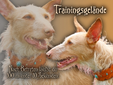 Hundewarnschild Podenco #9