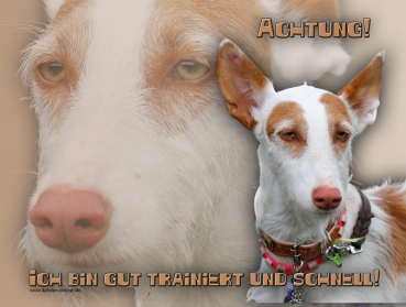 Hundewarnschild Podenco #10