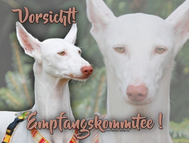 Hundewarnschild Podenco #11