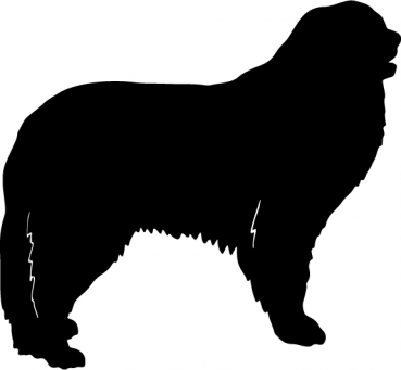 Pyrenäenberghund stehend Silhouette